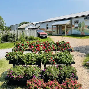 Hanging baskets for sale