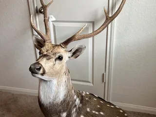 Ottea Game Processing