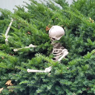 a skeleton in a tree