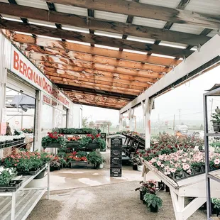 a large variety of flowers and plants