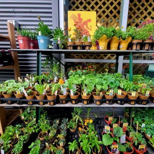 Vegetable starts