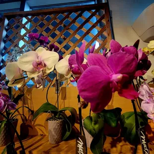 Beautiful flowers
