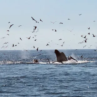You never know what you'll see out here. Lots of life in the ocean. Something interesting to see everyday