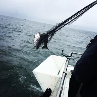 Netting the salmon