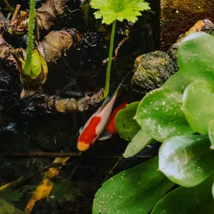 Hidden koi pond in the East Courtyard