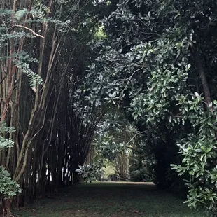 Trees near the slave dwelling.