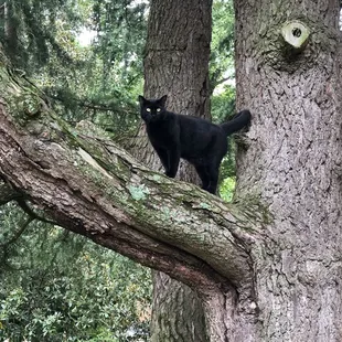 King George showing us his tree climbing skills.