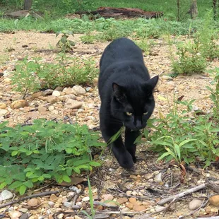 King George the Cat made  sure we walked the correct path to the river.