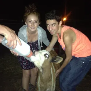 two people feeding a cow