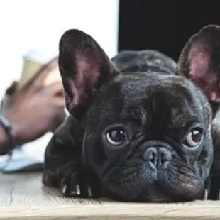 What is Veterinary Compounding?