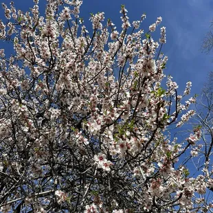 Fruit tree blossoms