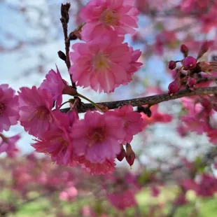 Bernheim Forest and Arboretum