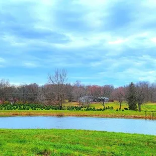 Lake surrounded by Christmas trees