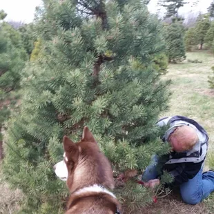 Cut your own down (they have saws you can use)