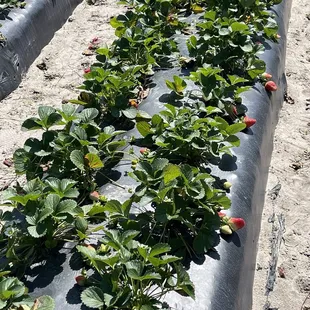 rows of strawberries growing in a field