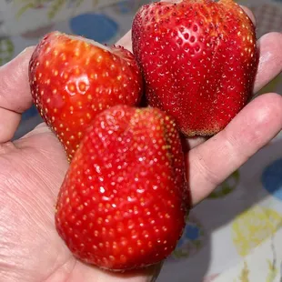 HHUGE a$$ Strawberries