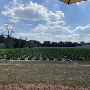 Berry farms behind the shop