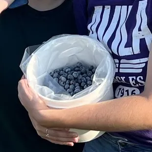 Freshly picked blueberries