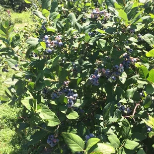 Blueberries and play time