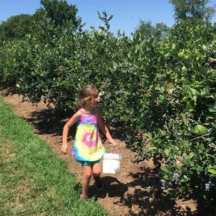 a little girl picking blueberries