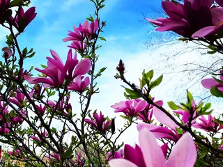 Serenity Landscape Design