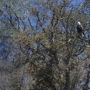 Check out the amazing young bald eagle at lake Berryessa