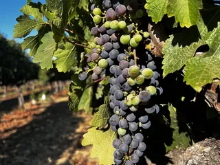 Napa Valley Wine Country Tours