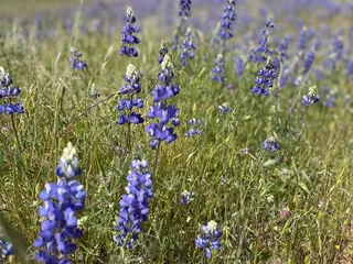 Maidu Museum & Historic Site