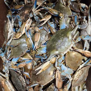 oysters and mussels, shellfish, oysters, food, mussels