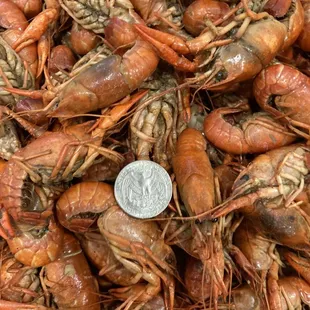 the size of a quarter
