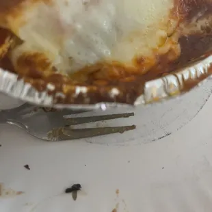 Fly in Lasagna