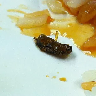 a tiny bug on a plate of food