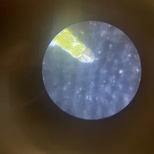 Maggot found in food