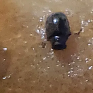 soups and chowder, soup, food, chowder