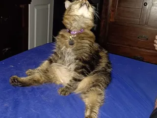 Cat Hospital Of Wichita