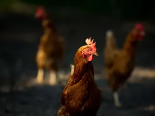 Pasture Prime