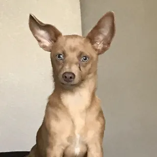 P L.