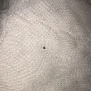 Bed bugs found in room