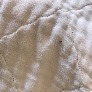 Bed Bugs found in room