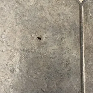 Slow services and roaches in the dining room