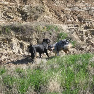 Doggies on the trail in the brush