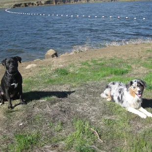 Doggies doing a pose