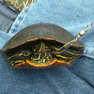 My big catch of the day.  I did return him to the lake, so if you see him say hi.