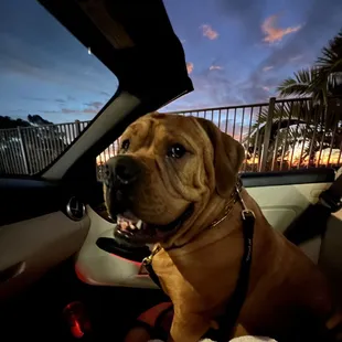 Drive thru dog friendly