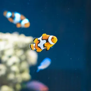 We offer many different kinds of saltwater and freshwater fish!
