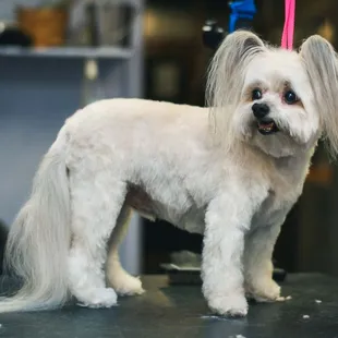 Full-service grooming from highly experienced, certified groomers, including Kat Lacy, the owner. Relaxing pet spa!