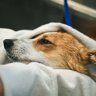 The original Do-It-Yourself Dog Wash! We have everything you need - just bring your dog!