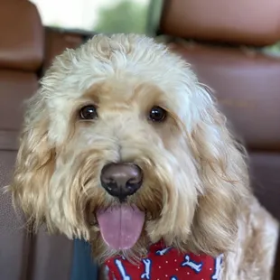 Grooming does a great job. My Australian Labradoodle freshly groomed!