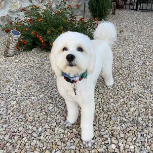 Teddis first groom here