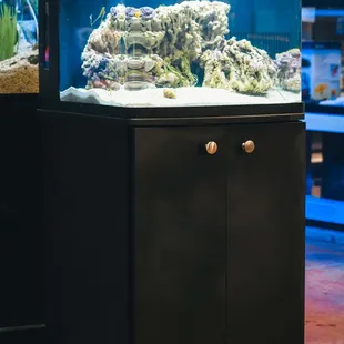 Salt water and fresh water fish, tanks, and everything you need for your aquarium!